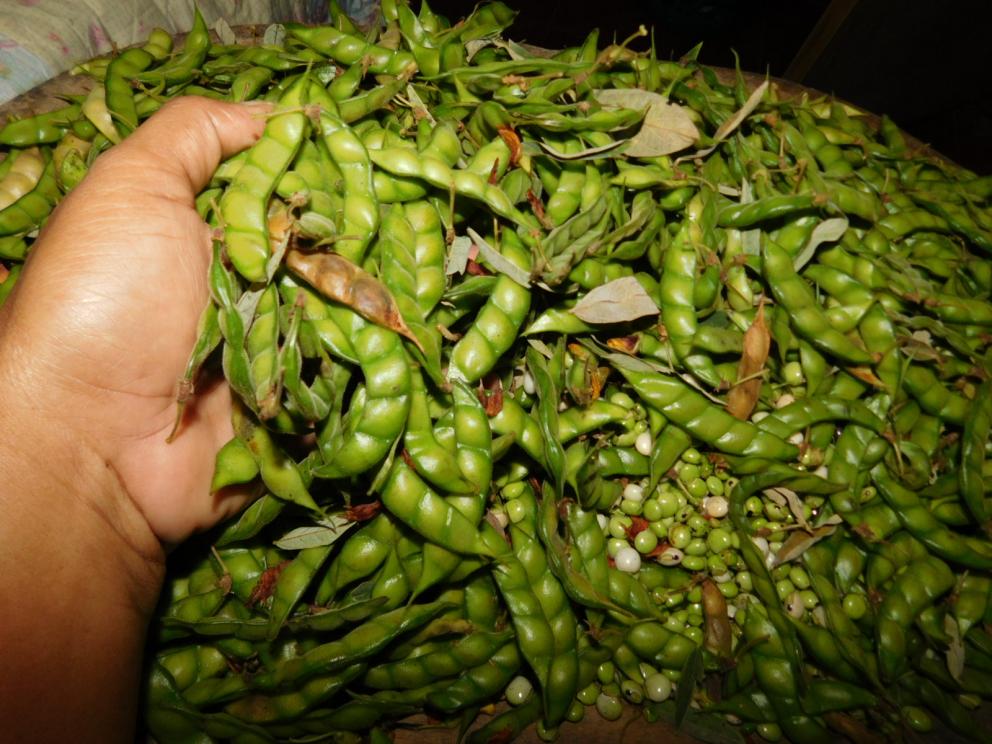beneficios del guandú