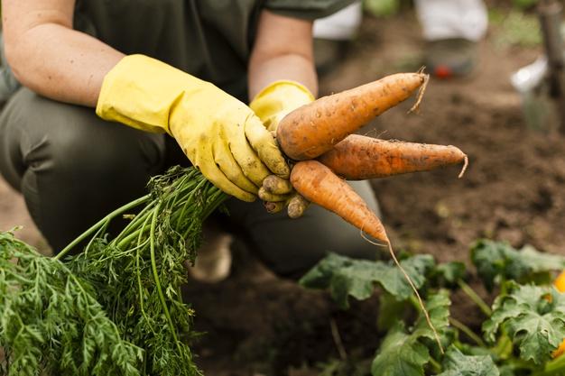 Productos como las zanahorias 'jumbo' han sido difícil de comercializar. (Imagen ilustrativa: Freepik)