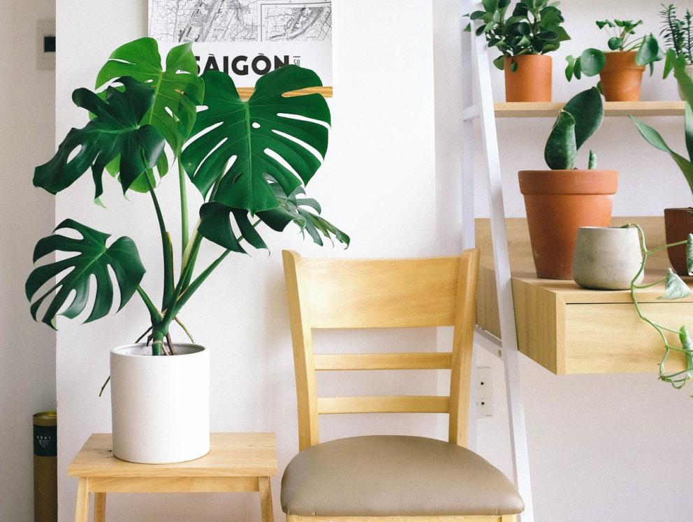 Decorar con plantas: acierta seguro con ideas de una decoradora, una  estilista, dos expertas en plantas y un exteriorista