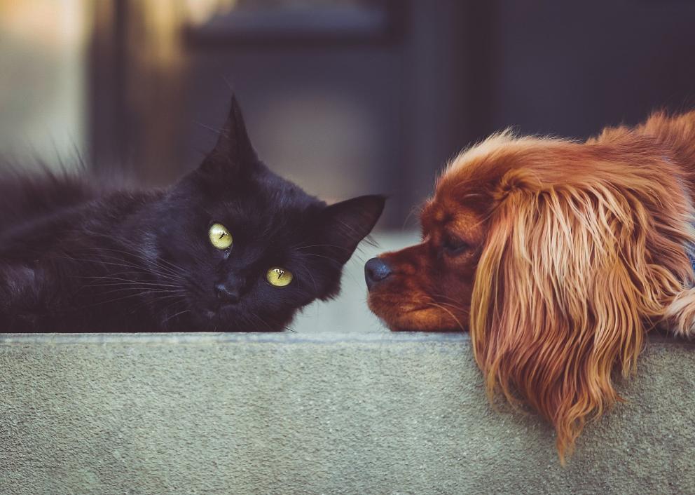 Las organizaciones protectoras de animales animan a la población a acabar con esta práctica tan común y a 