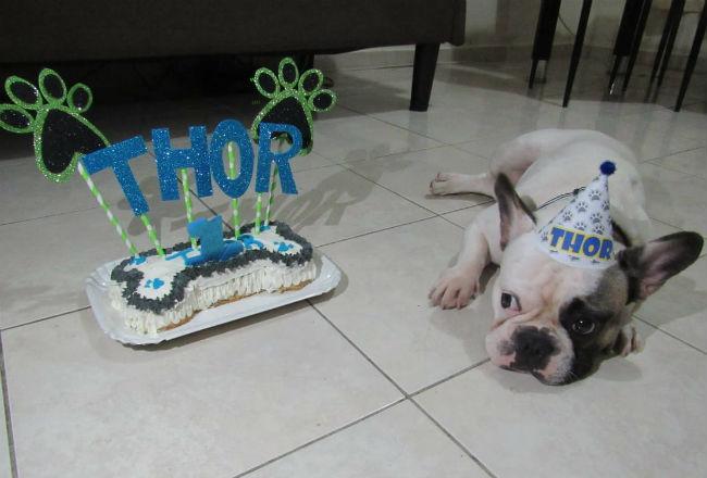 Thor en su cumpleaños. Foto: Cortesía