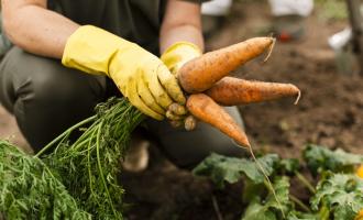 Productos como las zanahorias 'jumbo' han sido difícil de comercializar. (Imagen ilustrativa: Freepik)