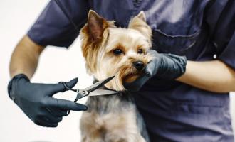 A los perros se les debe peinar en casa todos los días, según los peluqueros. Foto ilustrativa /  Freepik.