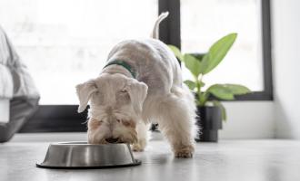 Dueños de mascotas están gastando más de 150 dólares al mes en alimento para perros. Foto / Freepik.