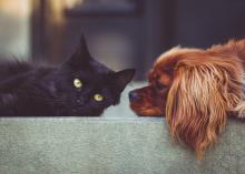 Las organizaciones protectoras de animales animan a la población a acabar con esta práctica tan común y a "no tomarse a la ligera" la adquisición de cualquier animal de compañía.